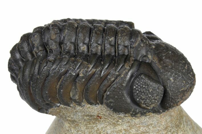 Bargain, Austerops Trilobite - Visible Eye Facets #181412